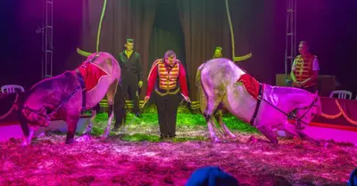 Circus Bossle Circus Bossle